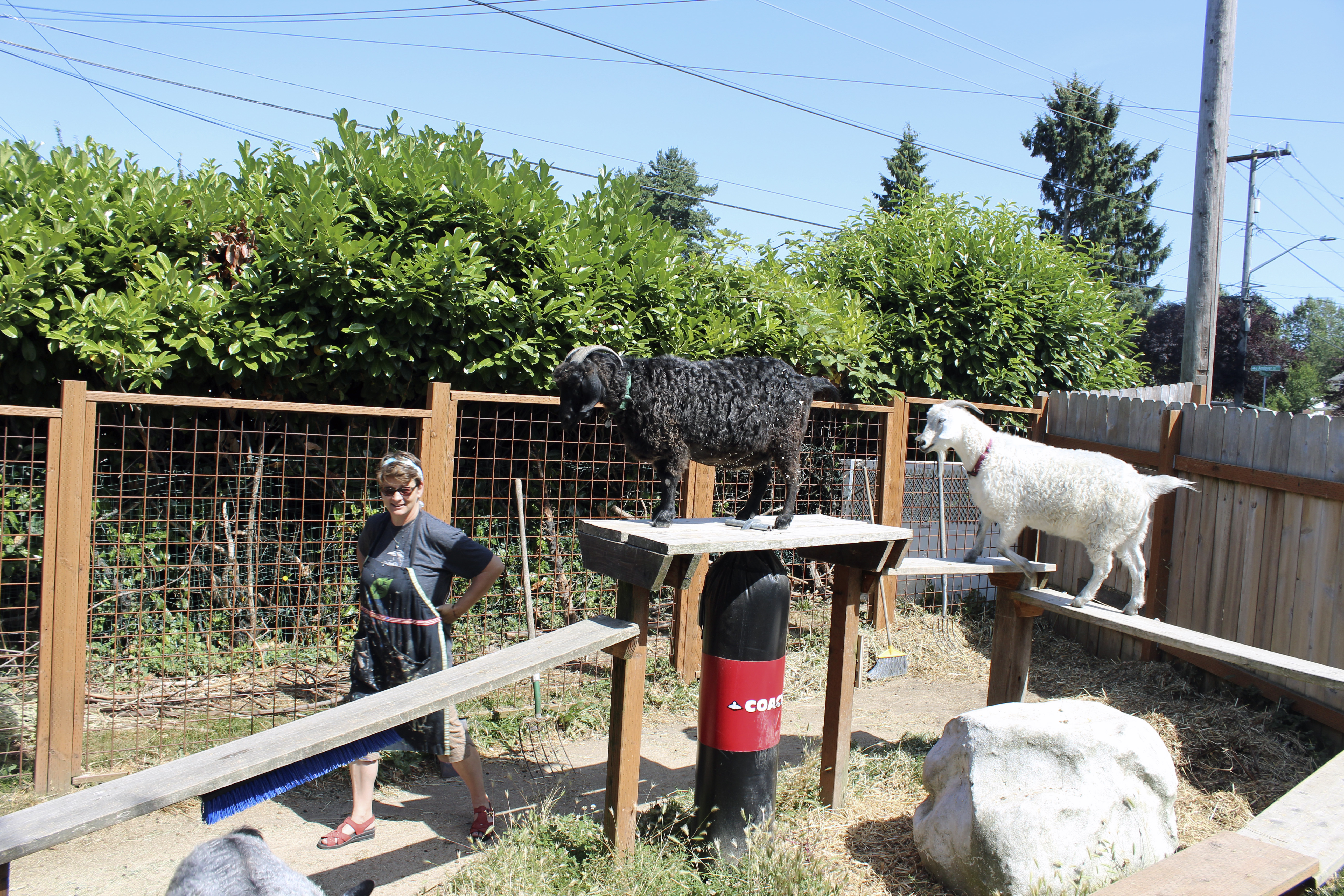 Goats on wooden planks (following treats) at City Art Farm, with Joan Engelmeyer.