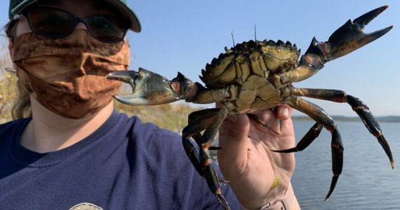 WDFW staffer holds large European Green Crab trapped in the Salish Sea. Photo courtesy of Chase Gunnell.