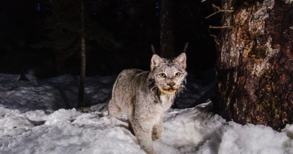 Canada lynx. (Photo courtesy of David Moskowitz)