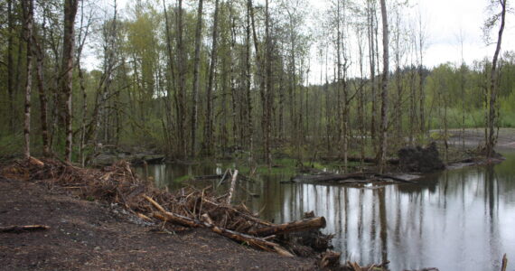 The site of where the Lones Levee was cleared on Green River to restore salmon habitat. Photo by Cameron Sheppard/Sound Publishing