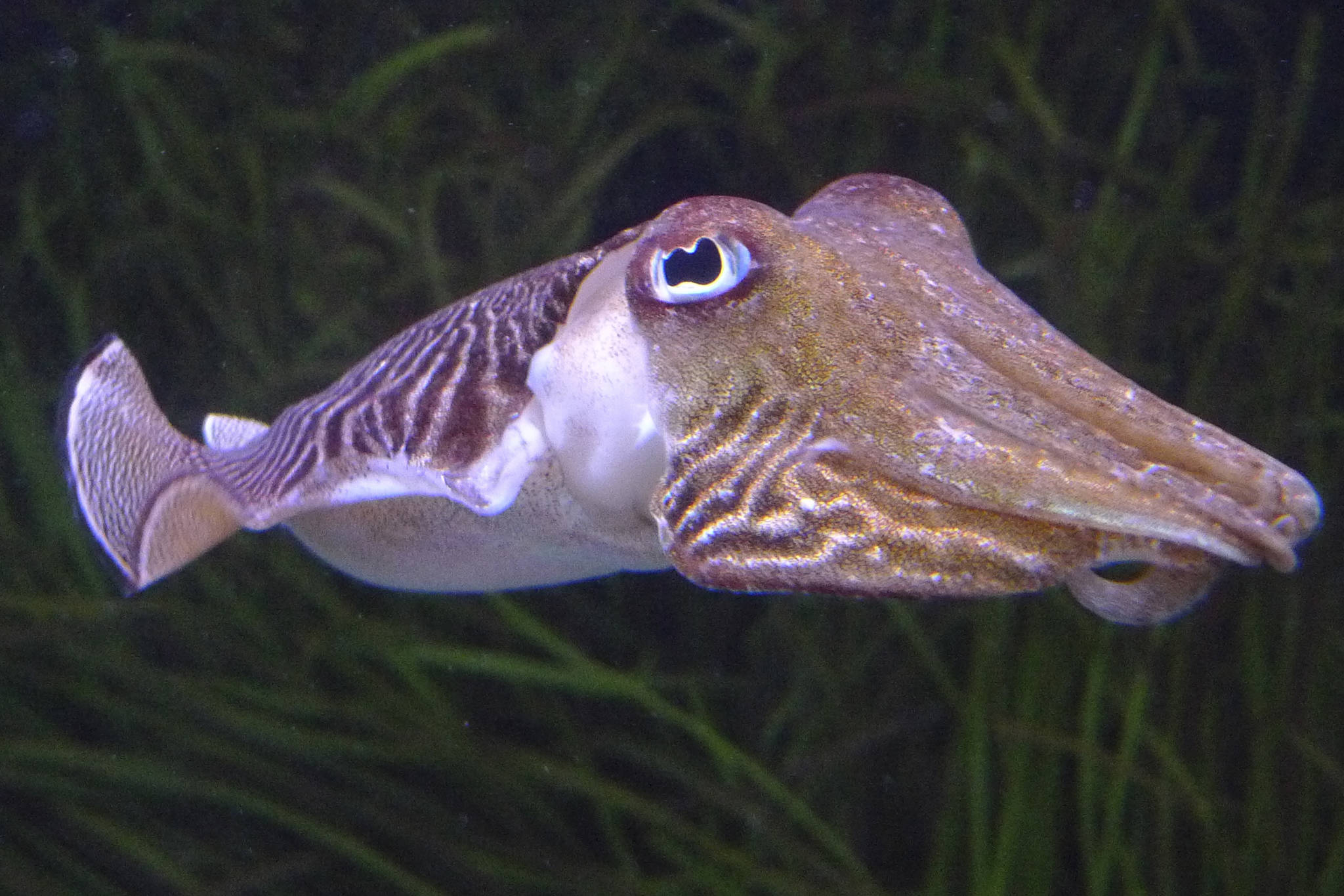 A cuddly cuttlefish. Courtesy Wikimedia